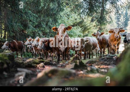 Gruppo di mucche, una mucca in prima fila, una mandria mista marrone, nero e bianco, raggruppata in un campo, felice e gioiosa e sotto gli alberi nella foresta. Foto Stock