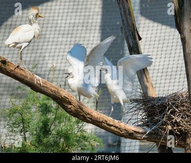 Cattle egret, Ardea ibis nel parco zoologico di Parigi, precedentemente noto come Bois de Vincennes, 12° arrondissement di Parigi, che copre un'area di 14 persone Foto Stock