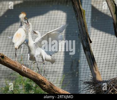 Cattle egret, Ardea ibis nel parco zoologico di Parigi, precedentemente noto come Bois de Vincennes, 12° arrondissement di Parigi, che copre un'area di 14 persone Foto Stock