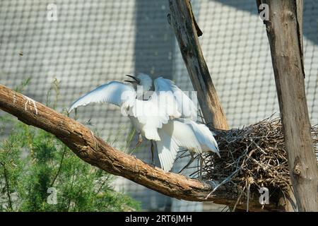 Cattle egret, Ardea ibis nel parco zoologico di Parigi, precedentemente noto come Bois de Vincennes, 12° arrondissement di Parigi, che copre un'area di 14 persone Foto Stock