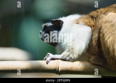 il tamarin di Geoffroy nel parco zoologico di Parigi, precedentemente conosciuto come Bois de Vincennes, dodicesimo arrondissement di Parigi, che copre un'area di 14,5 hec Foto Stock