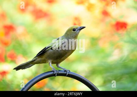 Un Palm Tanager, Thraupis palmarum, arroccato su un palco nero in un giardino con sfondo colorato. Foto Stock