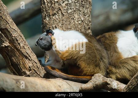 il tamarin di Geoffroy nel parco zoologico di Parigi, precedentemente conosciuto come Bois de Vincennes, dodicesimo arrondissement di Parigi, che copre un'area di 14,5 hec Foto Stock