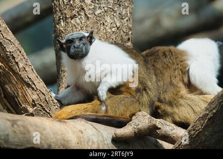 il tamarin di Geoffroy nel parco zoologico di Parigi, precedentemente conosciuto come Bois de Vincennes, dodicesimo arrondissement di Parigi, che copre un'area di 14,5 hec Foto Stock