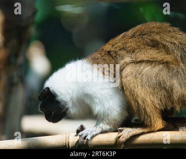 il tamarin di Geoffroy nel parco zoologico di Parigi, precedentemente conosciuto come Bois de Vincennes, dodicesimo arrondissement di Parigi, che copre un'area di 14,5 hec Foto Stock