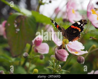 Una farfalla Red Admiral (Vanessa atalanta) seduto al centro di un fiore di anemone giapponese rosa (Anemone japonica) rivolto sul lato destro Foto Stock