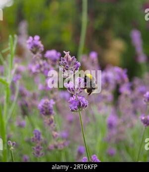 Ape su un fiore di lavanda nella campagna inglese in estate che mostra biodiversità e piante che attirano impollinatori e altri insetti benefici Foto Stock