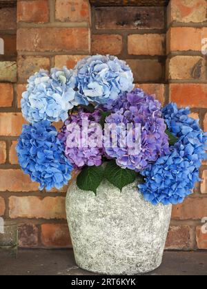 Vaso in cemento di idrangea macrophylla blu e viola stagionale tagliato fiori su uno sfondo di mattoni d'epoca Foto Stock