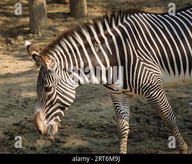 Le zebre di sugo nel parco zoologico di Parigi, precedentemente noto come Bois de Vincennes, dodicesimo arrondissement di Parigi, che copre un'area di 14,5 hect Foto Stock