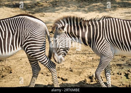 Le zebre di sugo nel parco zoologico di Parigi, precedentemente noto come Bois de Vincennes, dodicesimo arrondissement di Parigi, che copre un'area di 14,5 hect Foto Stock