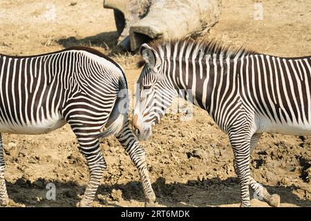 Le zebre di sugo nel parco zoologico di Parigi, precedentemente noto come Bois de Vincennes, dodicesimo arrondissement di Parigi, che copre un'area di 14,5 hect Foto Stock