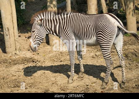 Le zebre di sugo nel parco zoologico di Parigi, precedentemente noto come Bois de Vincennes, dodicesimo arrondissement di Parigi, che copre un'area di 14,5 hect Foto Stock