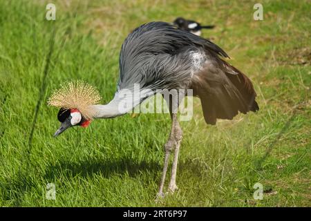 Uccello Nazionale dell'Uganda, gru coronata grigia nel parco zoologico di Parigi, precedentemente conosciuto come Bois de Vincennes, dodicesimo arrondissement di Parigi Foto Stock