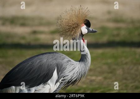 Uccello Nazionale dell'Uganda, gru coronata grigia nel parco zoologico di Parigi, precedentemente conosciuto come Bois de Vincennes, dodicesimo arrondissement di Parigi Foto Stock