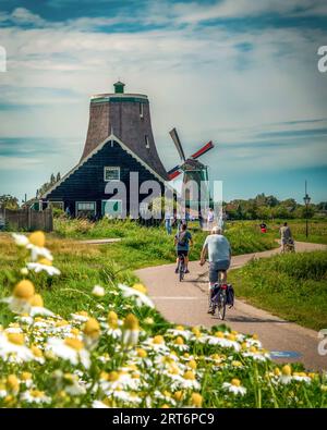 Zaanse Schans, Zaandam, Olanda - 18 luglio 2023: Vista posteriore della coppia in sella alle biciclette tra fiori a margherita e mulini a vento sullo sfondo. Foto Stock