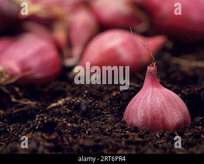 Piantine di piccoli bulbi di cipolla porpora scura pronte per la semina nel terreno Foto Stock
