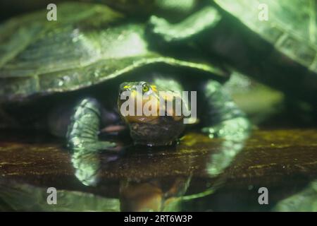 Le tartarughe maculate sono una piccola specie di tartarughe che di solito raggiungono una lunghezza massima di 4,5 centimetri nel parco zoologico di Parigi Foto Stock