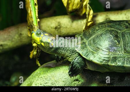 Le tartarughe maculate sono una piccola specie di tartarughe che di solito raggiungono una lunghezza massima di 4,5 centimetri nel parco zoologico di Parigi Foto Stock