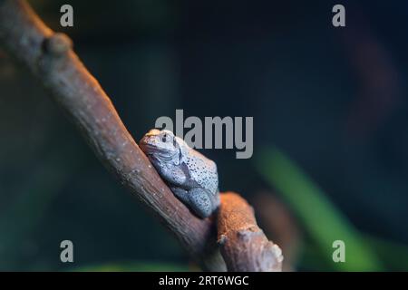 Rana cartaginese (Hyla carthaginiensis) nel parco zoologico di Parigi, precedentemente noto come Bois de Vincennes, XII arrondissement di Parigi Foto Stock