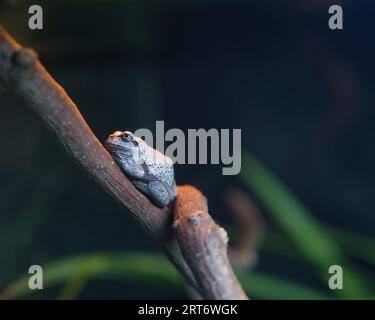 Rana cartaginese (Hyla carthaginiensis) nel parco zoologico di Parigi, precedentemente noto come Bois de Vincennes, XII arrondissement di Parigi Foto Stock