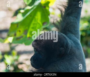 Scimmia lanosa comune nel parco zoologico di Parigi, precedentemente noto come Bois de Vincennes, 12 ° arrondissement di Parigi, che copre un'area di 14,5 ore Foto Stock