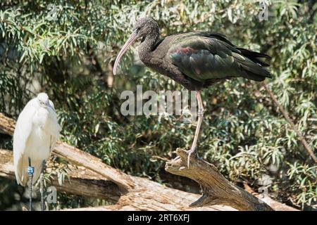 Glossy ibis (Plegadis falcinellus) è un uccello d'acqua dell'ordine Pelecaniformes e la famiglia ibis e Spoonbill nel parco zoologico di Parigi Foto Stock