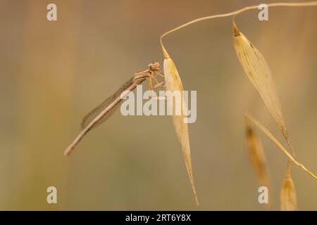 Vista laterale del falco meridionale o del falco blu Aeshna cyanea libellula seduto su sottili piante che crescono nella foresta su sfondo sfocato Foto Stock