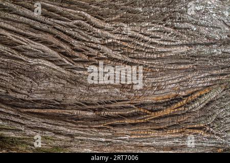 Primo piano della corteccia di un vecchio tronco d'albero nella consistenza della foresta Foto Stock