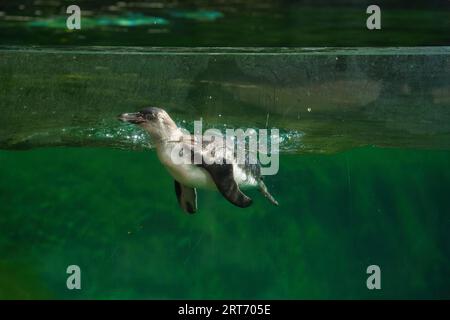 I pinguini di Humboldt nel parco zoologico di Parigi, precedentemente noto come Bois de Vincennes, dodicesimo arrondissement di Parigi Foto Stock