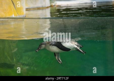 I pinguini di Humboldt nel parco zoologico di Parigi, precedentemente noto come Bois de Vincennes, dodicesimo arrondissement di Parigi Foto Stock