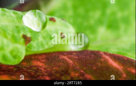 Gocce d'acqua sulla foglia verde. Foto Stock