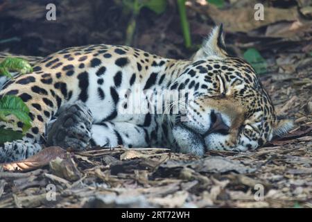 Il giaguaro, Panthera onca che dorme per terra è un mammifero carnivoro della famiglia Felidae nel parco zoologico di Parigi Foto Stock