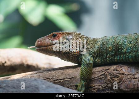 Caiman settentrionale o lucertola dracaena che giace sul ramo del parco zoologico di Parigi, precedentemente noto come Bois de Vincennes, XII arrondissement Foto Stock