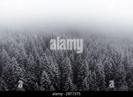 Immagine aerea della bella e tranquilla foresta nebbiosa in inverno. Pini innevati nella foresta di montagna con atmosfera nebbiosa - foto di drone. Foto Stock