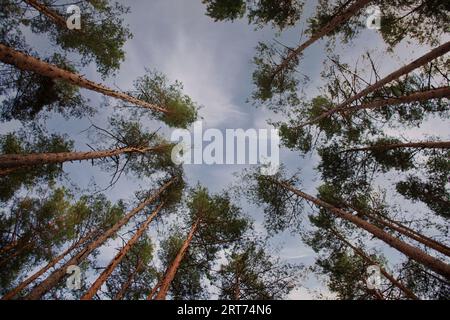 corone di alti pini nella foresta come sfondo naturale Foto Stock