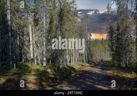 Sentiero per il nascondiglio per la fotografia degli orsi nella foresta finlandese di taiga Foto Stock