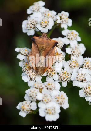 Errore schermatura CARPOCORIS FUSCISPINUS Foto Stock