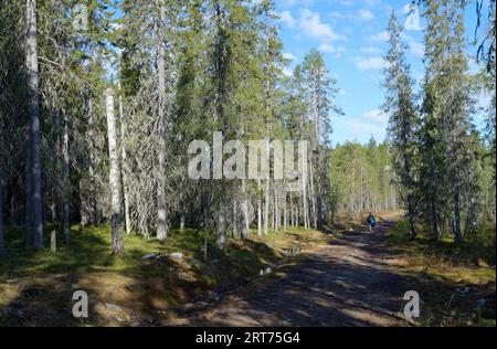 Sentiero per il nascondiglio per la fotografia degli orsi nella foresta finlandese di taiga Foto Stock