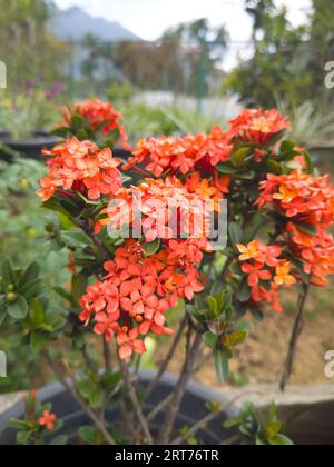 fiori d'arancio ixora nel giardino, ovvero fiamma dei boschi, cornice della giungla o geranio della giungla, arbusto fiorito comune originario del sud-est asiatico Foto Stock