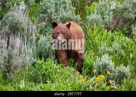 Orso nero di cannella tra fiori selvatici, Ursus americanus cinnamomum , Parco Nazionale di Yellowstone, Wyoming, Stati Uniti d'America Foto Stock