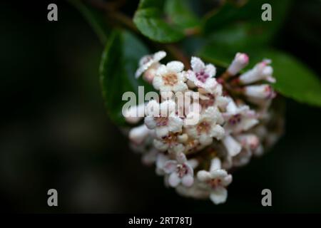 Viburnum suspensum - gruppi di piccoli fiori bianchi su un ramo, fuoco selettivo. Sfondo fiore primaverile Foto Stock