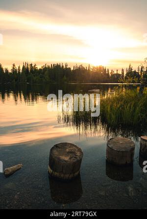 Immagine paesaggistica di tronchi di legno nel lago con una bella alba sopra la foresta. Foto verticale della luce del sole mattutina sul lago - tranquilla e silenziosa Foto Stock