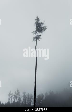 Fotografia verticale di pino singolo lungo in una mattina nebbiosa e nebbiosa con altri alberi sfocati sullo sfondo. Foto Stock