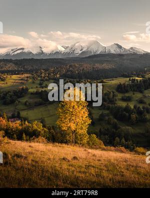 Foto verticale di albero dorato e verdeggiante con bellissimo prato (valle) in primo piano. Incredibile tramonto sui prati con luce naturale calda e accogliente - Foto Stock