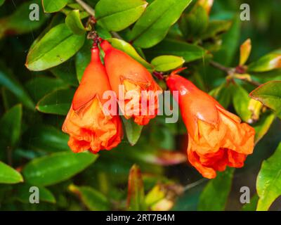 Fiori rossi-arancioni del cespuglio di melograno deciduo, Punica granatum Foto Stock