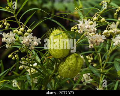 Baccelli di semi apiky gonfiati e fiori bianchi della pianta perenne hal-Hardy, Gomphocarpus physocarpus, palloncino Foto Stock