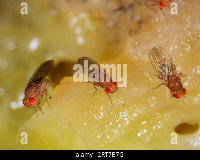 Gruppo di mosche femminili all'aceto, Drosophila immigrans, che si nutrono della carne di un pomodoro marcio in un giardino del Regno Unito Foto Stock