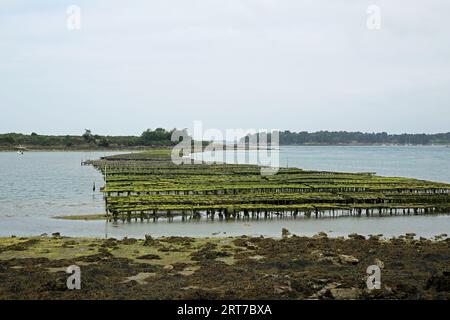 Vista dei letti di ostriche da Pointe de la Palisse, Arzon, Morbihan, Bretagna, Francia Foto Stock