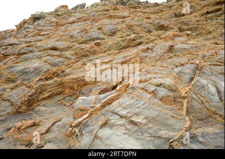 Le barriere coralline di quarzo rompono lo schist di thorugh. Questa foto è stata scattata a Cap Ras, provincia di Girona, Catalogna, Spagna. Foto Stock