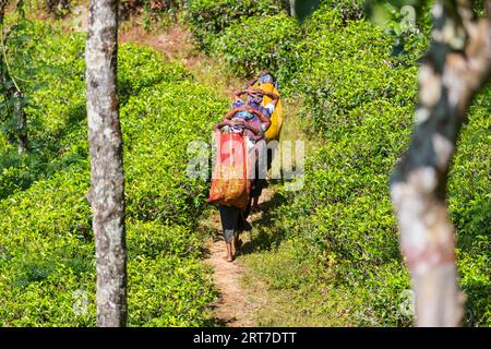 Donne locali che trasportano carichi nelle piantagioni di tè in Sri Lanka Foto Stock
